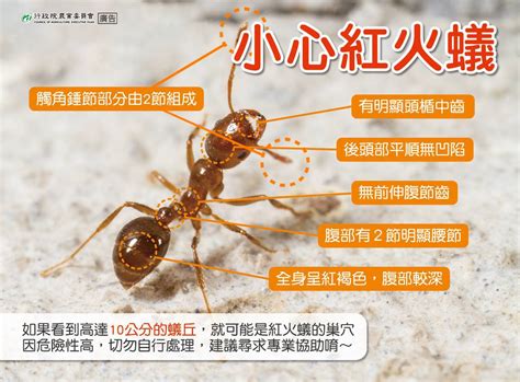螞蟻 大量 出現 徵兆 泽的五行